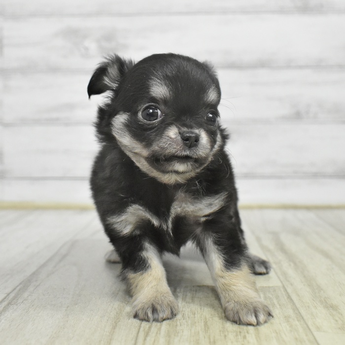 長野県のチワワ(ロング) (犬の家＆猫の里塩尻店/2025年11月2日生まれ/女の子/ブラックタン)の子犬