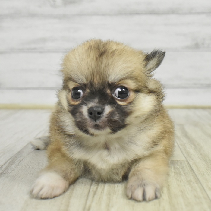 静岡県のポメチワ/チワポメ/ポメチー(ポメラニアン×チワワ) (犬の家＆猫の里プレ葉ウォーク浜北店/2025年11月2日生まれ/女の子/レッド)の子犬