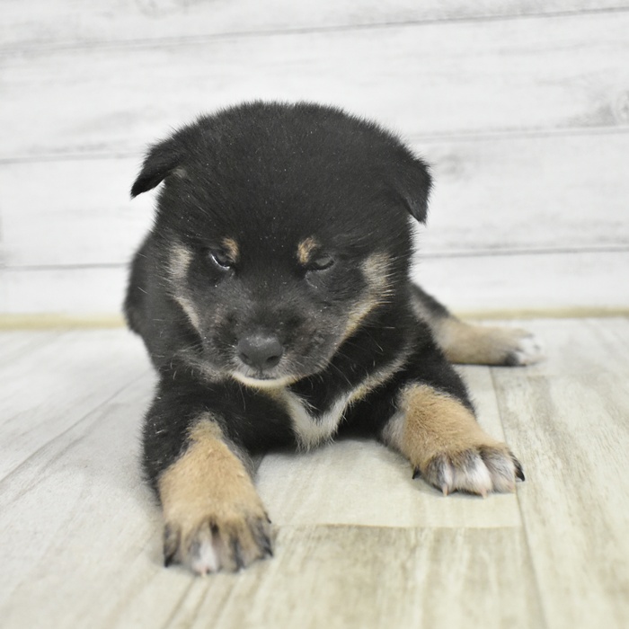 愛知県の柴犬(標準サイズ) (犬の家＆猫の里豊川インター店/2025年11月3日生まれ/男の子/黒)の子犬