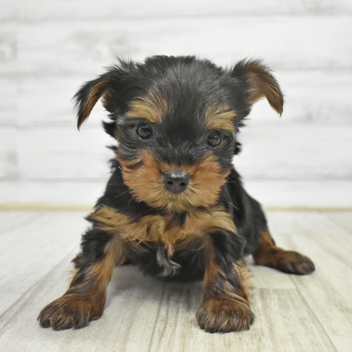 愛知県のヨークシャーテリア (犬の家＆猫の里エアポートウォーク店/2025年11月2日生まれ/男の子/スチールブルータン)の子犬