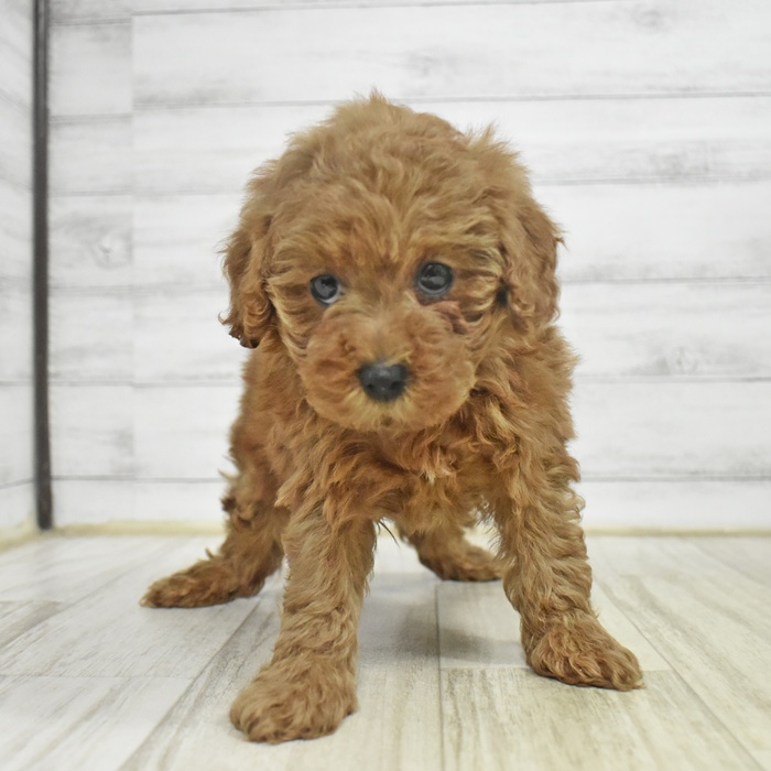 愛知県のトイプードル(トイ) (犬の家＆猫の里MiO香久山店/2025年10月29日生まれ/女の子/レッド)の子犬