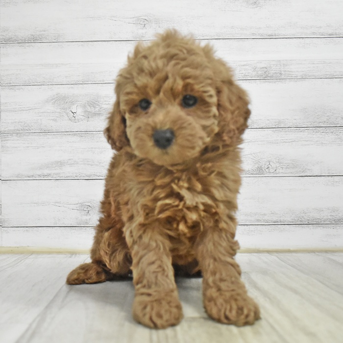 愛知県のトイプードル(トイ) (犬の家＆猫の里名古屋天白店/2025年10月29日生まれ/女の子/レッド)の子犬