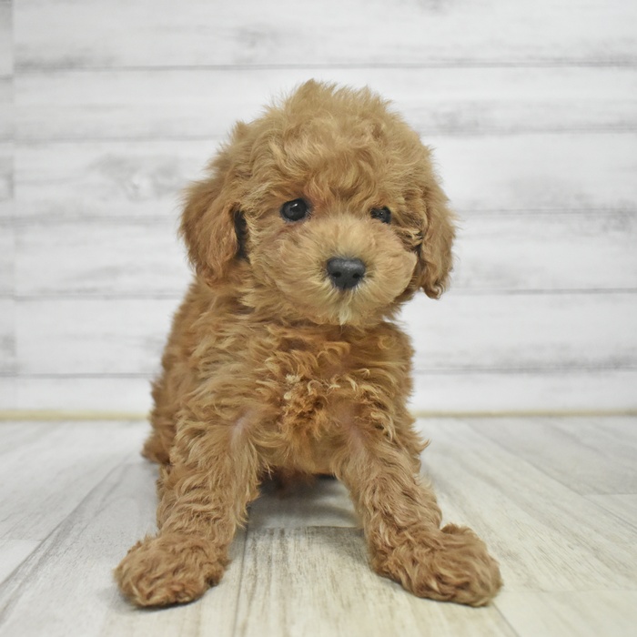 静岡県のトイプードル(トイ) (犬の家＆猫の里藤枝店/2025年10月29日生まれ/男の子/レッド)の子犬