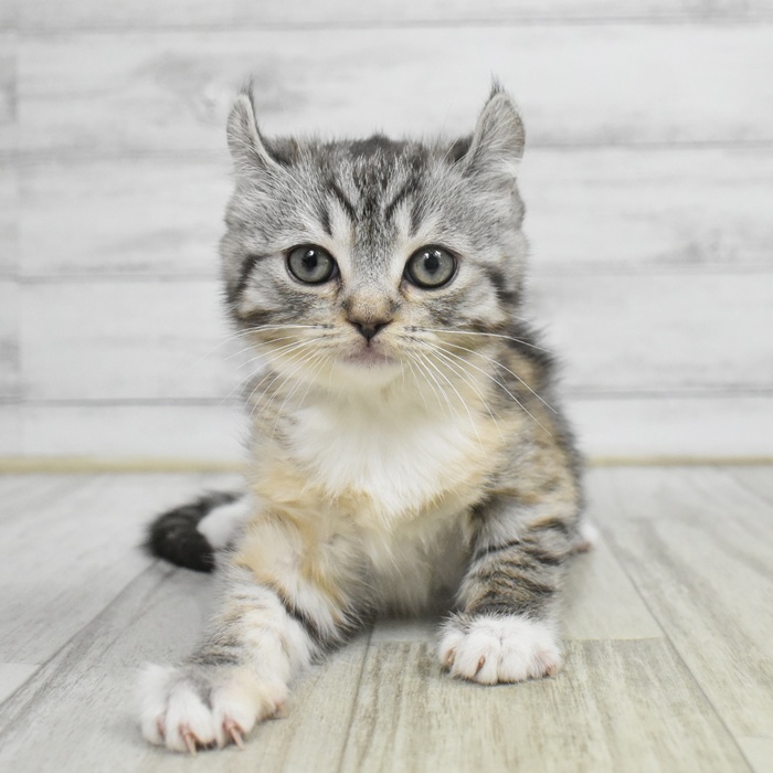 静岡県のキンカロー (犬の家＆猫の里MEGAドン・キホーテ袋井店/2025年11月1日生まれ/女の子/キャリコ)の子猫