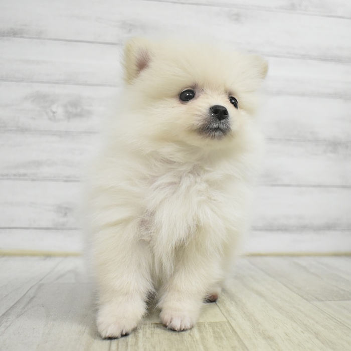 愛知県のポメラニアン (犬の家＆猫の里MiO香久山店/2025年10月27日生まれ/男の子/クリーム)の子犬