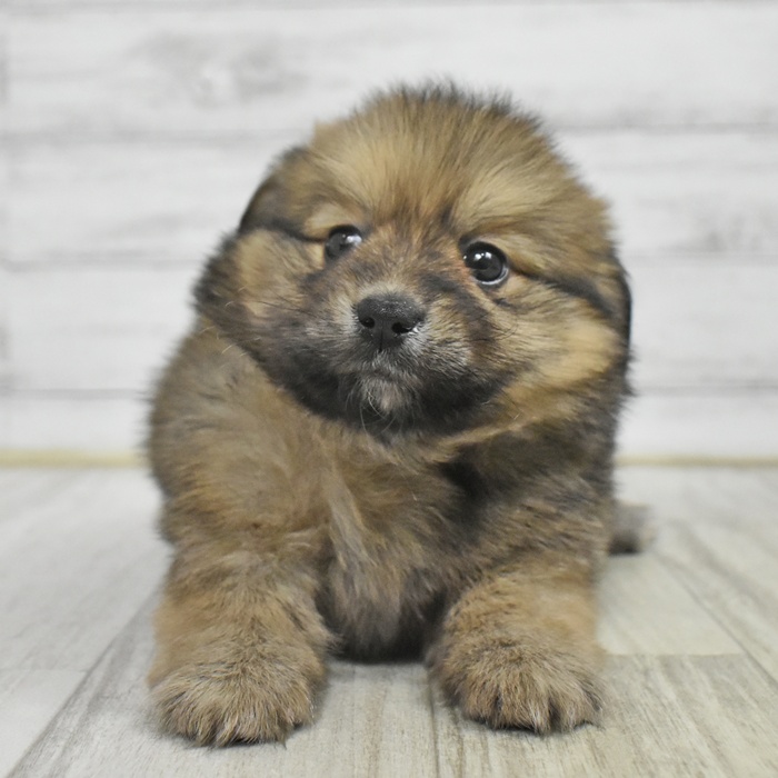長野県のポメックス(ポメラニアン×ダックス) (犬の家＆猫の里長野店/2025年11月2日生まれ/女の子/ブラックタン)の子犬