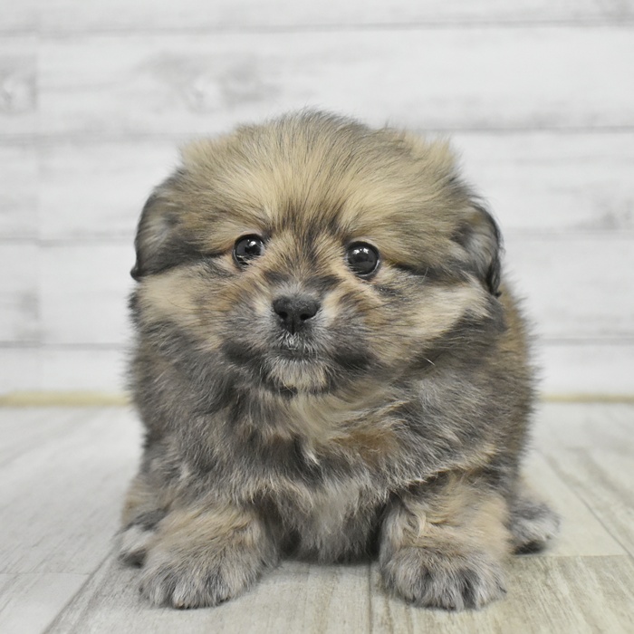 静岡県のポメックス(ポメラニアン×ダックス) (犬の家＆猫の里藤枝店/2025年11月2日生まれ/女の子/ブラックタン)の子犬