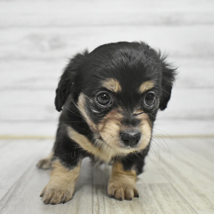 長野県のチワックス(チワワ×ダックス) (犬の家＆猫の里カインズ梓川店/2025年11月2日生まれ/男の子/ブラックタン)の子犬