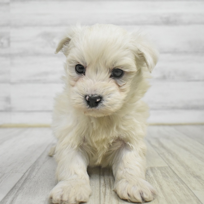 静岡県のハーフ犬・ミックス犬 (犬の家＆猫の里プレ葉ウォーク浜北店/2025年11月3日生まれ/男の子/ホワイト)の子犬