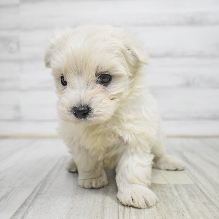 愛知県のハーフ犬・ミックス犬 (犬の家＆猫の里豊田店/2025年11月3日生まれ/男の子/ホワイト)の子犬の3枚目の画像