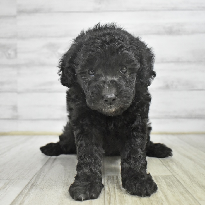 愛知県のトイプードル(トイ) (犬の家＆猫の里豊川インター店/2025年11月2日生まれ/女の子/シルバー)の子犬