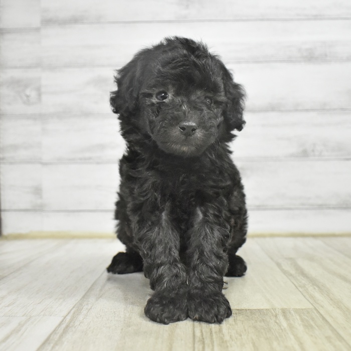 愛知県のトイプードル(トイ) (犬の家＆猫の里春日井本店/2025年11月2日生まれ/男の子/シルバー)の子犬