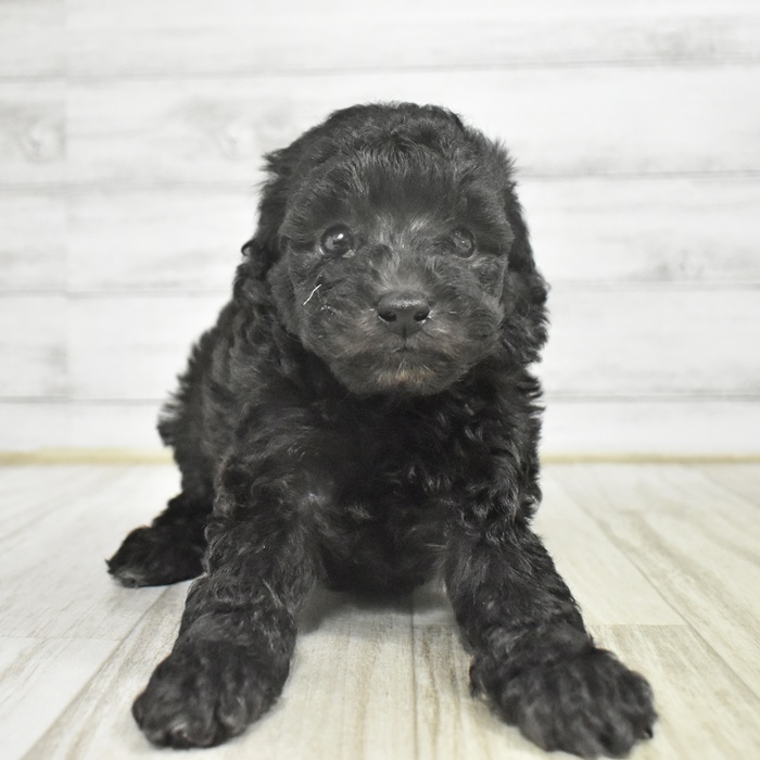 長野県のトイプードル(トイ) (犬の家＆猫の里カインズ梓川店/2025年11月2日生まれ/男の子/シルバー)の子犬