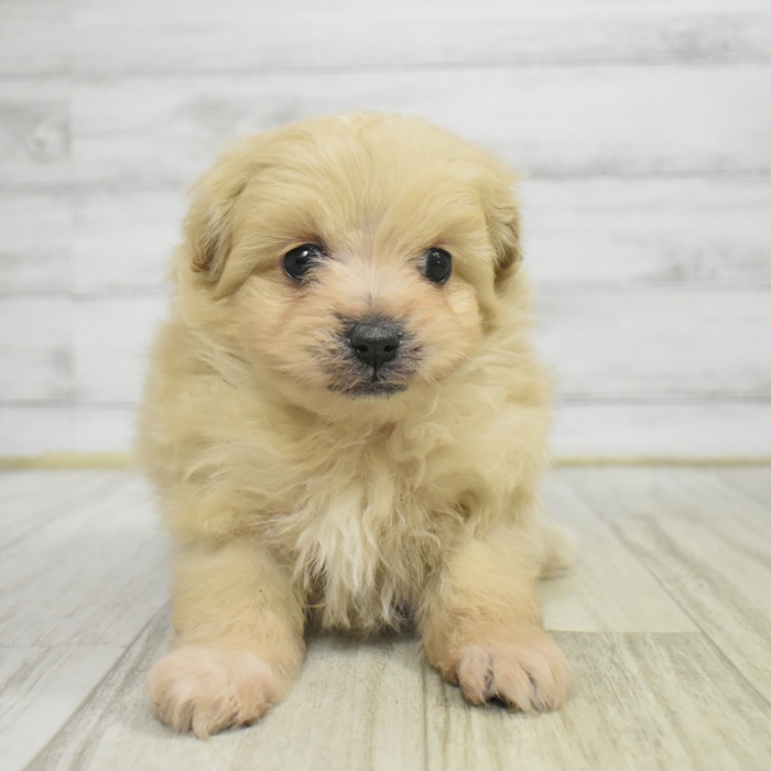 愛知県のポメプー(ポメラニアン×プードル) (犬の家＆猫の里MiO香久山店/2025年11月3日生まれ/男の子/クリーム)の子犬