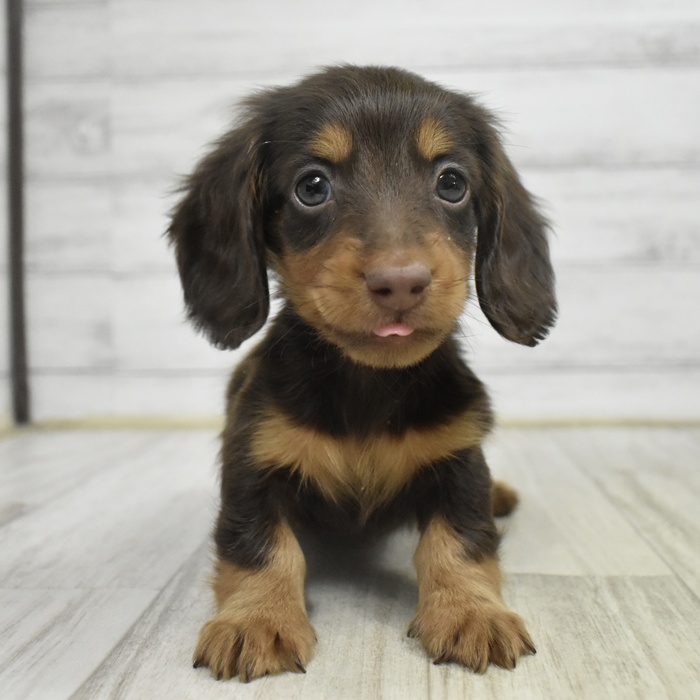 長野県のミニチュアダックスフンド(ロング) (犬の家＆猫の里長野店/2025年11月1日生まれ/男の子/チョコレートタン)の子犬