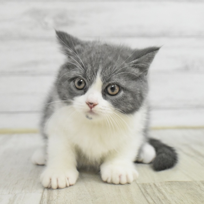 長野県のブリティッシュショートヘアー (犬の家＆猫の里塩尻店/2025年10月30日生まれ/女の子/ブルーホワイト)の子猫