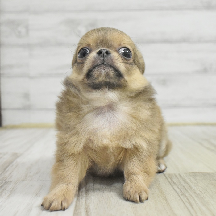 静岡県のチワワ(ロング) (犬の家＆猫の里マークイズ静岡店/2025年11月3日生まれ/女の子/フォーンホワイト)の子犬