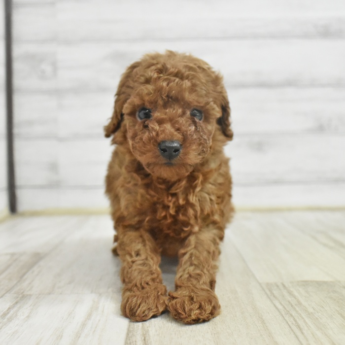 愛知県のトイプードル(トイ) (犬の家＆猫の里エアポートウォーク店/2025年11月3日生まれ/女の子/レッド)の子犬