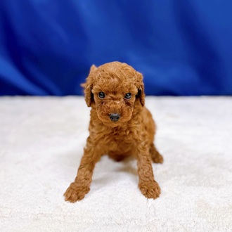 愛知県のトイプードル(トイ) (犬の家＆猫の里一宮店/2025年11月3日生まれ/男の子/レッド)の子犬