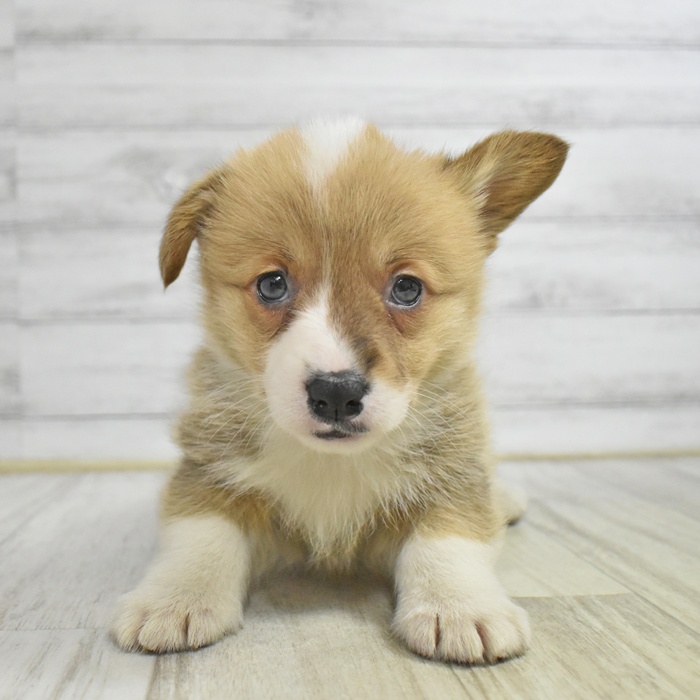 静岡県のウェルシュコーギーペンブローク (犬の家＆猫の里マークイズ静岡店/2025年11月1日生まれ/女の子/セーブルホワイト)の子犬