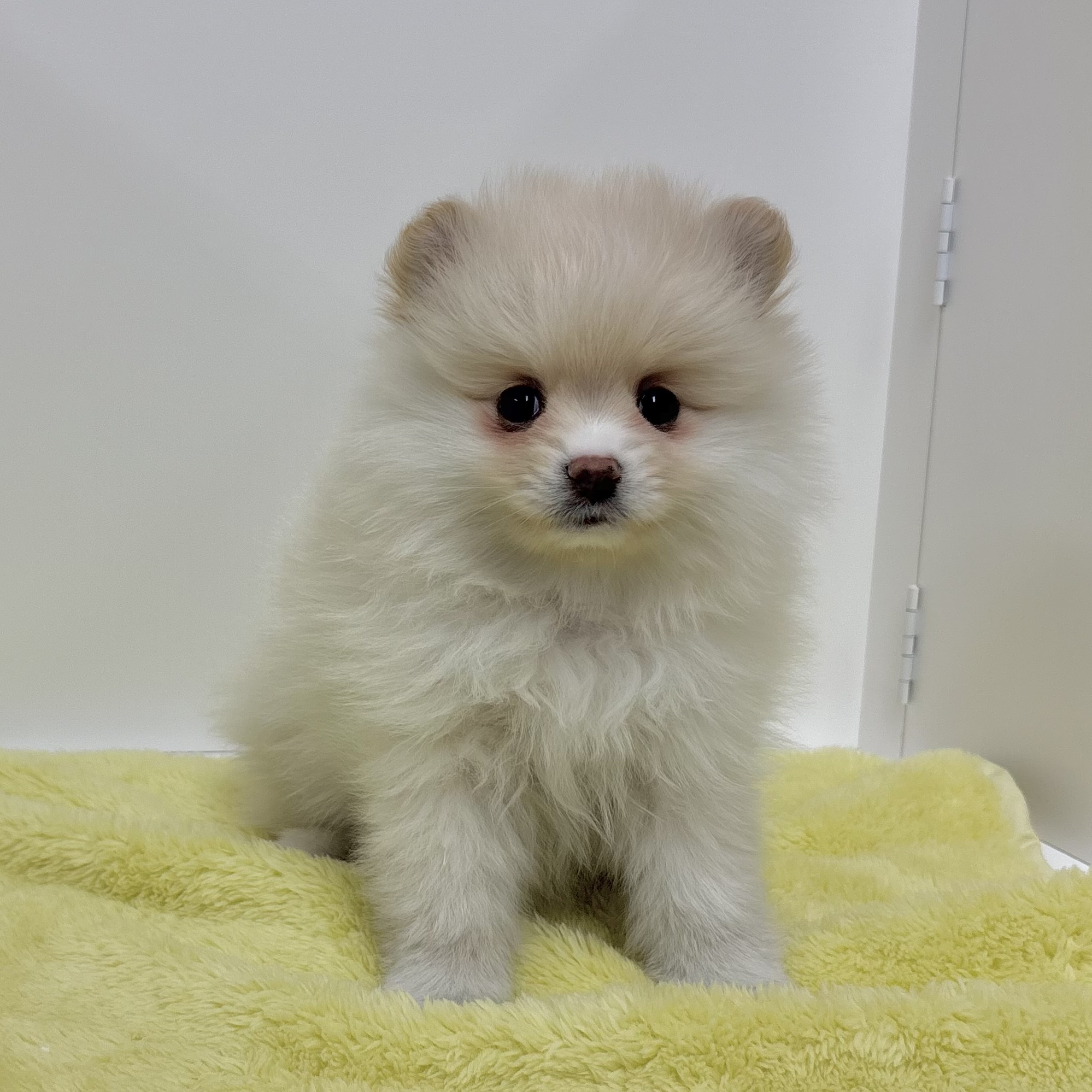 神奈川県のポメラニアン (犬の家＆猫の里相模原店/2025年11月2日生まれ/女の子/クリーム)の子犬の3枚目の画像
