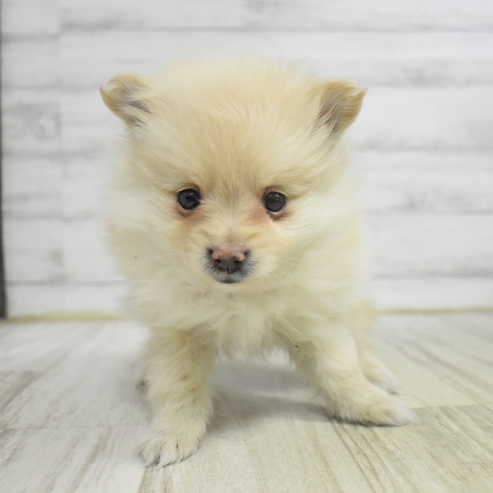 愛知県のポメラニアン (犬の家＆猫の里豊田店/2025年11月2日生まれ/女の子/クリーム)の子犬の3枚目の画像