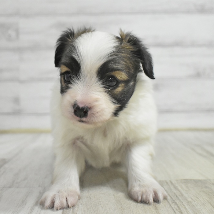 長野県のパピヨン (犬の家＆猫の里長野店/2025年11月3日生まれ/女の子/ホワイトブラウン)の子犬