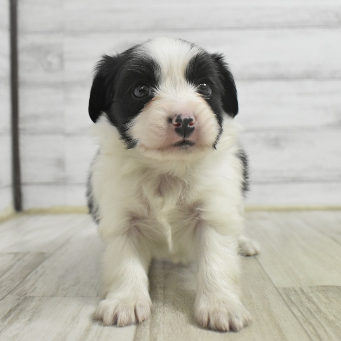 愛知県のパピヨン (犬の家＆猫の里アミーゴ神の倉店/2025年11月3日生まれ/女の子/ホワイトブラック)の子犬