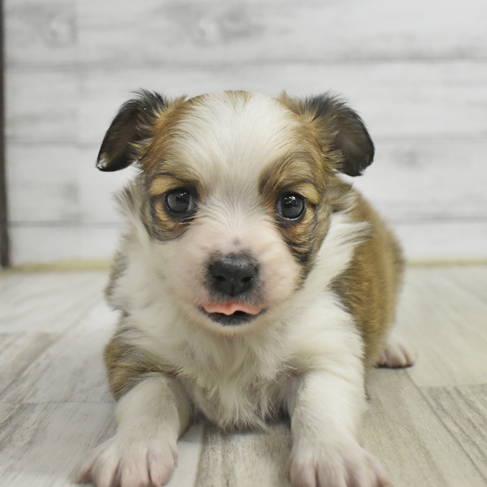 三重県のパピチー/チワパピ(パピヨン×チワワ) (犬の家＆猫の里三重桑名店/2025年11月3日生まれ/男の子/ホワイトブラウン)の子犬