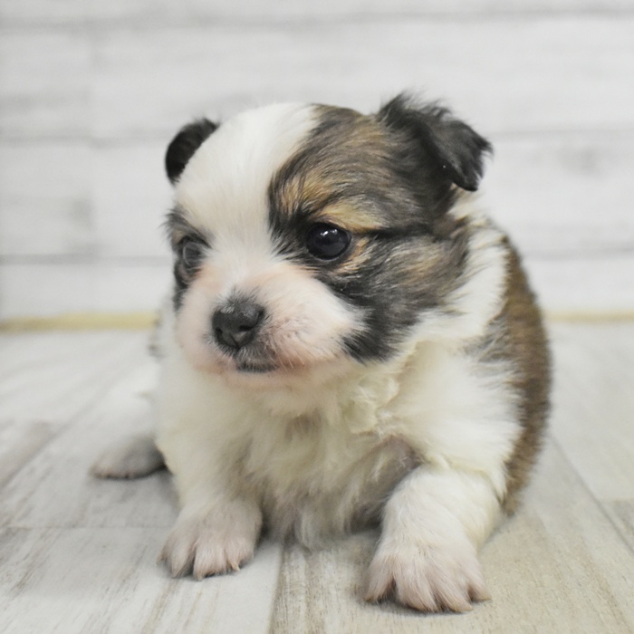 静岡県のパピチー/チワパピ(パピヨン×チワワ) (犬の家＆猫の里マークイズ静岡店/2025年11月3日生まれ/女の子/ホワイトブラウン)の子犬
