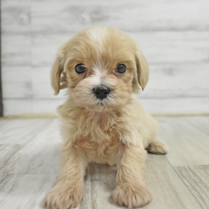 静岡県のマルプー(マルチーズ×プードル) (犬の家＆猫の里藤枝店/2025年11月1日生まれ/女の子/アプリコット)の子犬