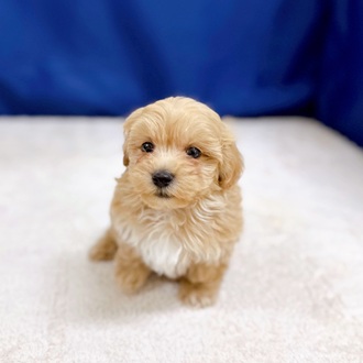 愛知県のマルプー(マルチーズ×プードル) (犬の家＆猫の里一宮店/2025年10月30日生まれ/男の子/クリームホワイト)の子犬