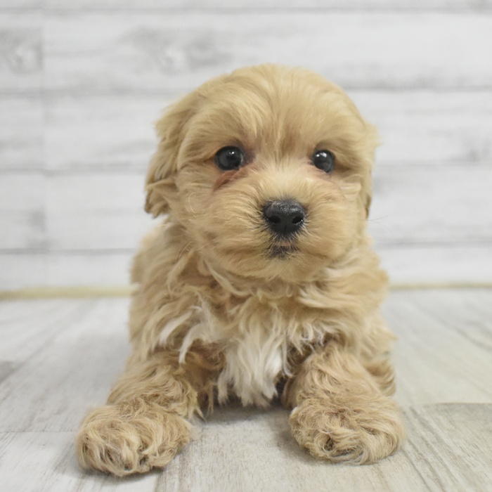 愛知県のマルプー(マルチーズ×プードル) (犬の家＆猫の里一宮店/2025年10月30日生まれ/男の子/クリームホワイト)の子犬