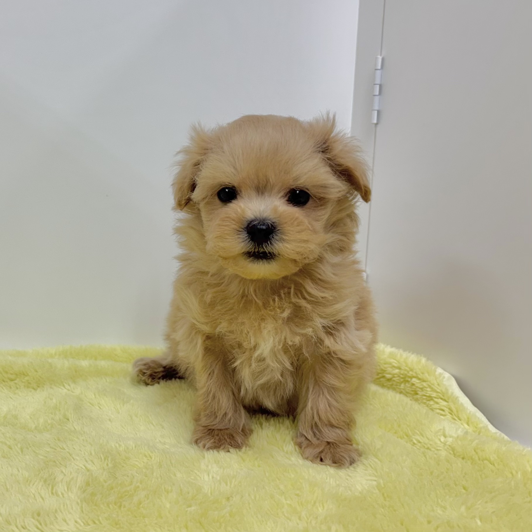 神奈川県のマルプー(マルチーズ×プードル) (犬の家＆猫の里相模原店/2025年10月30日生まれ/男の子/クリームホワイト)の子犬の4枚目の画像