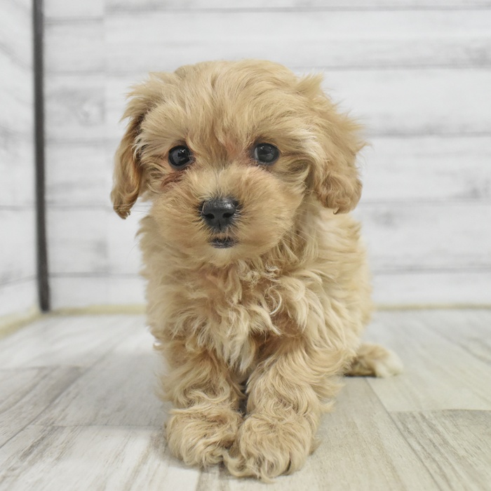 静岡県のマルプー(マルチーズ×プードル) (犬の家＆猫の里マークイズ静岡店/2025年10月30日生まれ/女の子/クリームホワイト)の子犬