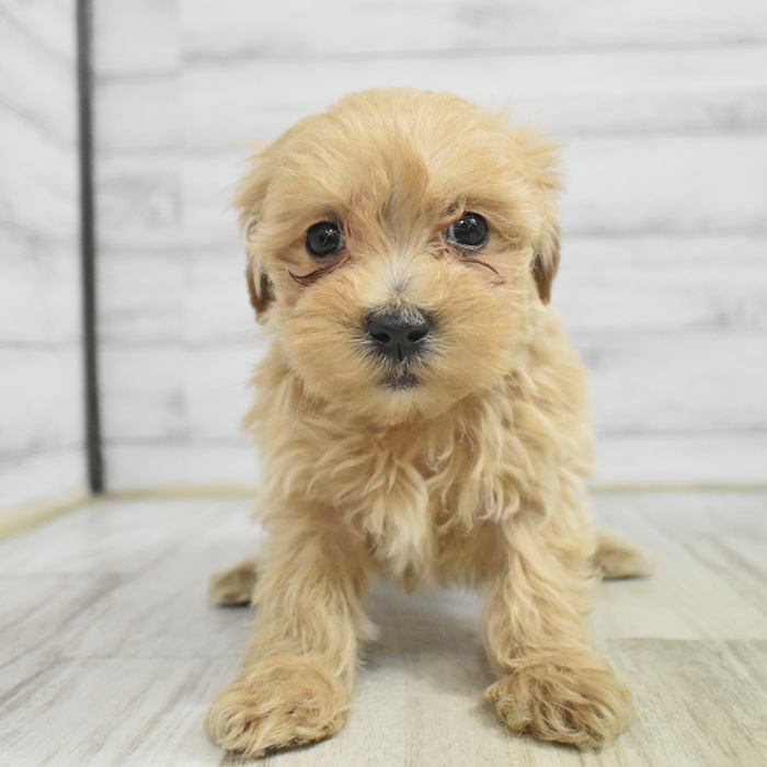 静岡県のマルプー(マルチーズ×プードル) (犬の家＆猫の里プレ葉ウォーク浜北店/2025年10月30日生まれ/女の子/クリームホワイト)の子犬