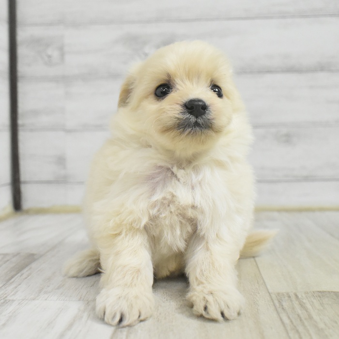 愛知県のポメプー(ポメラニアン×プードル) (犬の家＆猫の里春日井本店/2025年11月1日生まれ/男の子/クリーム)の子犬