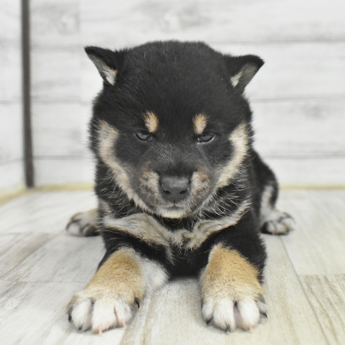 愛知県の豆柴 (犬の家＆猫の里春日井本店/2025年11月1日生まれ/女の子/黒)の子犬