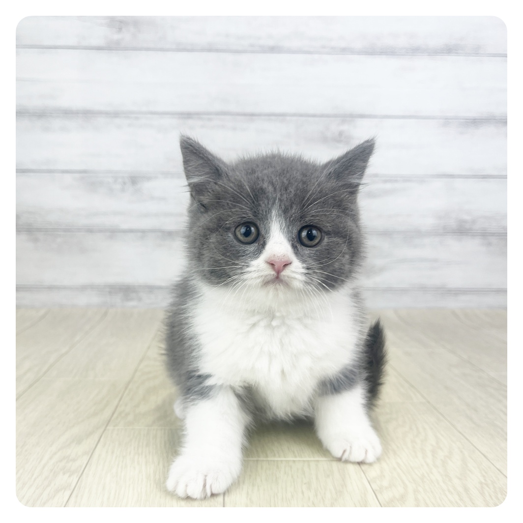愛知県のブリティッシュショートヘアー (犬の家＆猫の里愛知刈谷店/2025年11月3日生まれ/男の子/ブルーホワイト)の子猫の1枚目の画像