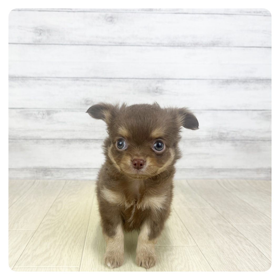 愛知県のチワワ(ロング) (犬の家＆猫の里アミーゴ神の倉店/2025年11月2日生まれ/男の子/チョコレートタン)の子犬