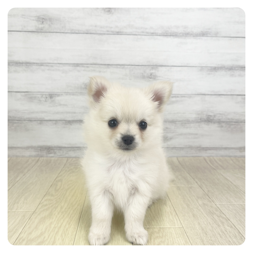 愛知県のポメチワ/チワポメ/ポメチー(ポメラニアン×チワワ) (犬の家＆猫の里エアポートウォーク店/2025年11月3日生まれ/女の子/クリーム)の子犬