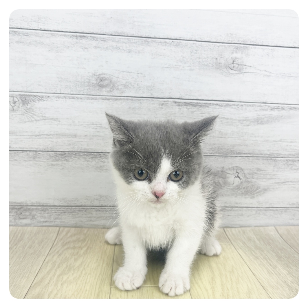 愛知県のブリティッシュショートヘアー (犬の家＆猫の里名古屋天白店/2025年11月2日生まれ/女の子/ブルーホワイト)の子猫