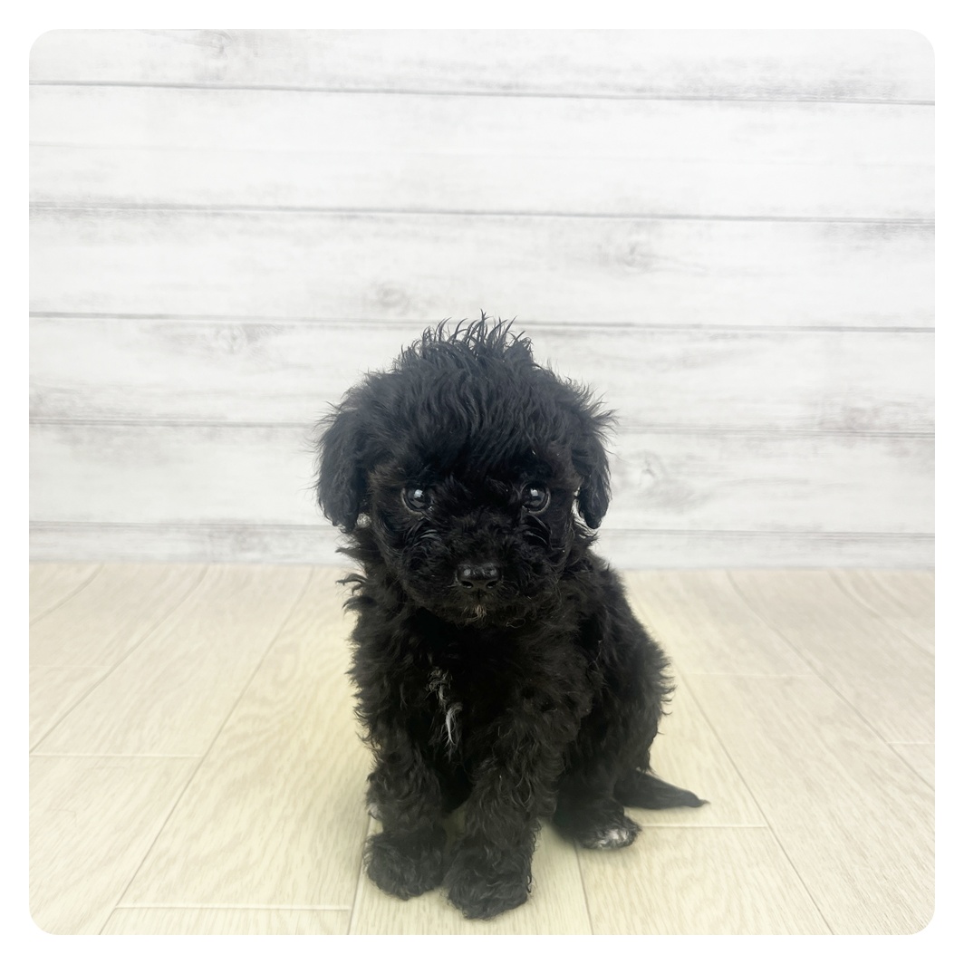 愛知県のマルプー(マルチーズ×プードル) (犬の家＆猫の里春日井本店/2025年11月3日生まれ/女の子/シルバー)の子犬の2枚目の画像