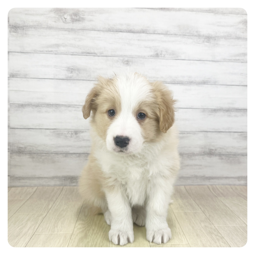 愛知県のボーダーコリー (犬の家＆猫の里春日井本店/2025年11月3日生まれ/女の子/クリームホワイト)の子犬