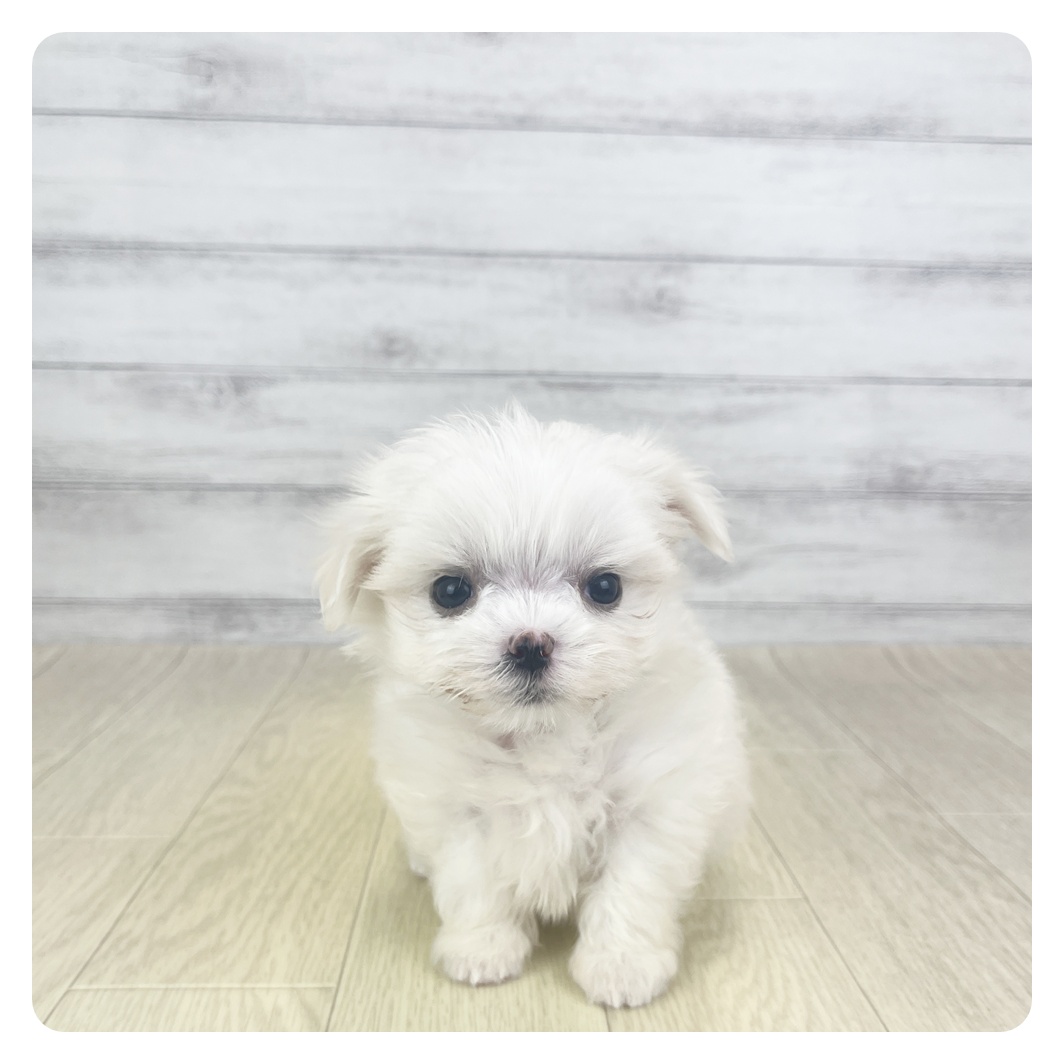 愛知県のマルチーズ (犬の家＆猫の里MiO香久山店/2025年11月2日生まれ/女の子/ホワイト)の子犬
