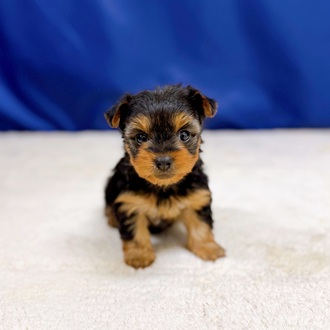 愛知県のヨークシャーテリア (犬の家＆猫の里一宮店/2025年10月30日生まれ/女の子/スチールブルータン)の子犬