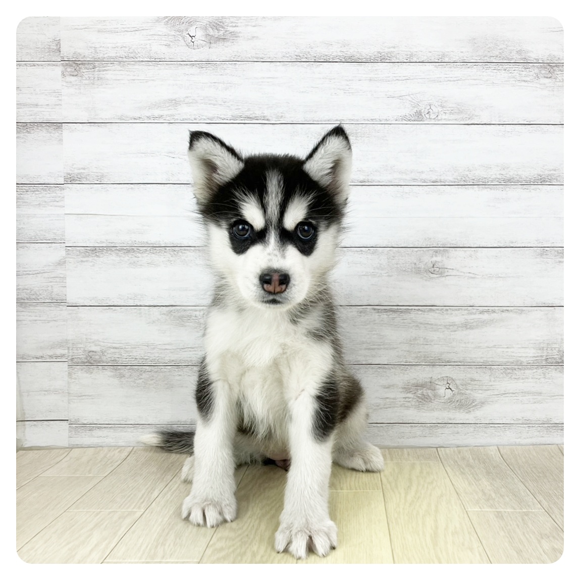 愛知県のシベリアンハスキー (犬の家＆猫の里愛知刈谷店/2025年11月1日生まれ/女の子/ブラックホワイト)の子犬の1枚目の画像