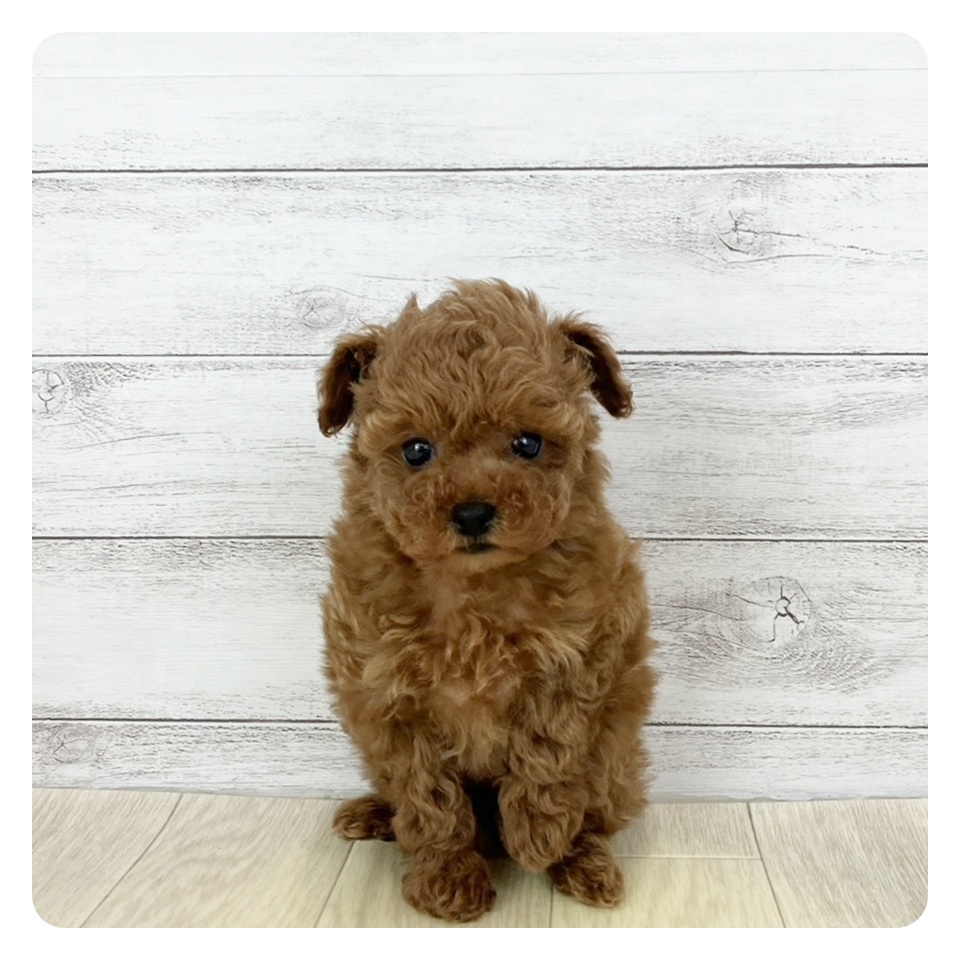 愛知県のトイプードル(トイ) (犬の家＆猫の里春日井本店/2025年11月2日生まれ/女の子/レッドフォーン)の子犬の2枚目の画像