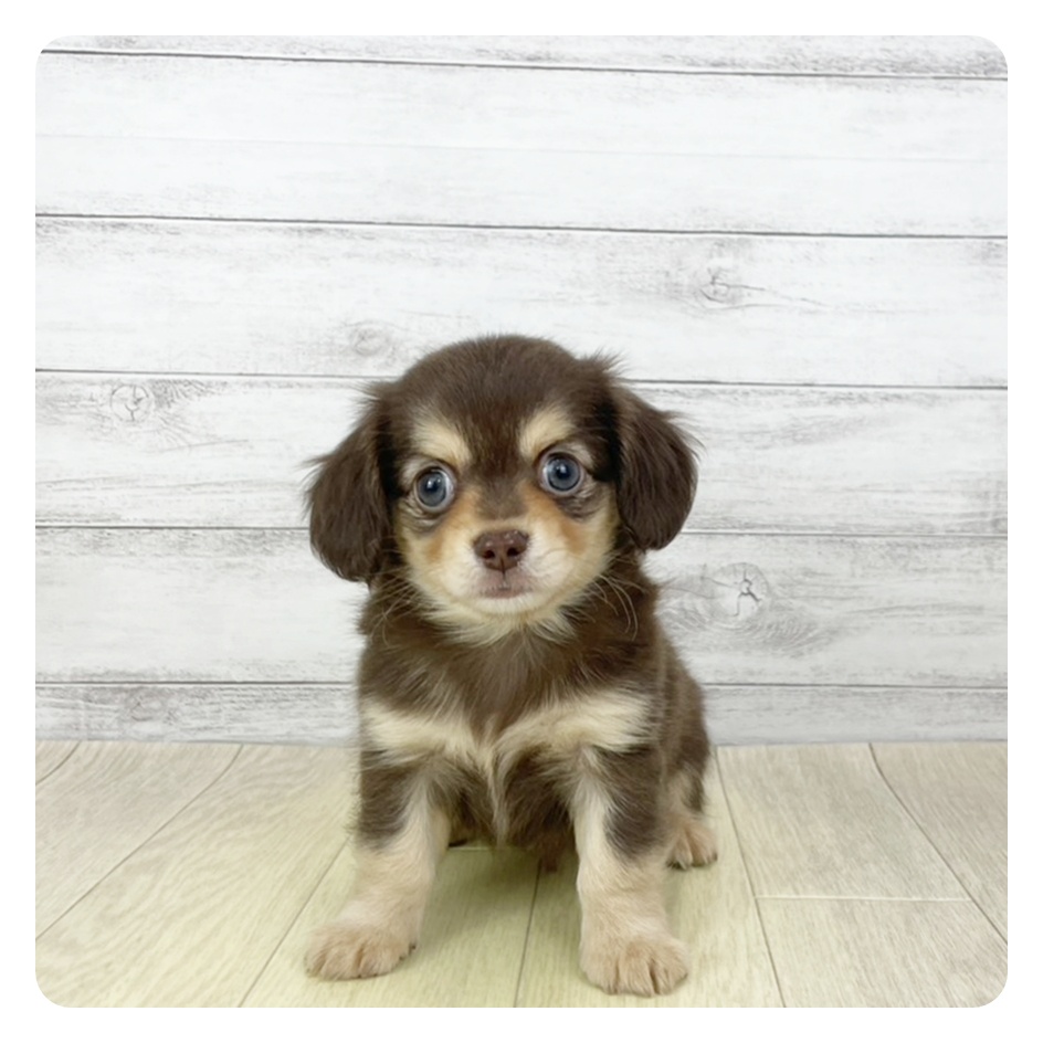 愛知県のチワックス(チワワ×ダックス) (犬の家＆猫の里名古屋天白店/2025年11月3日生まれ/男の子/チョコレートタン)の子犬