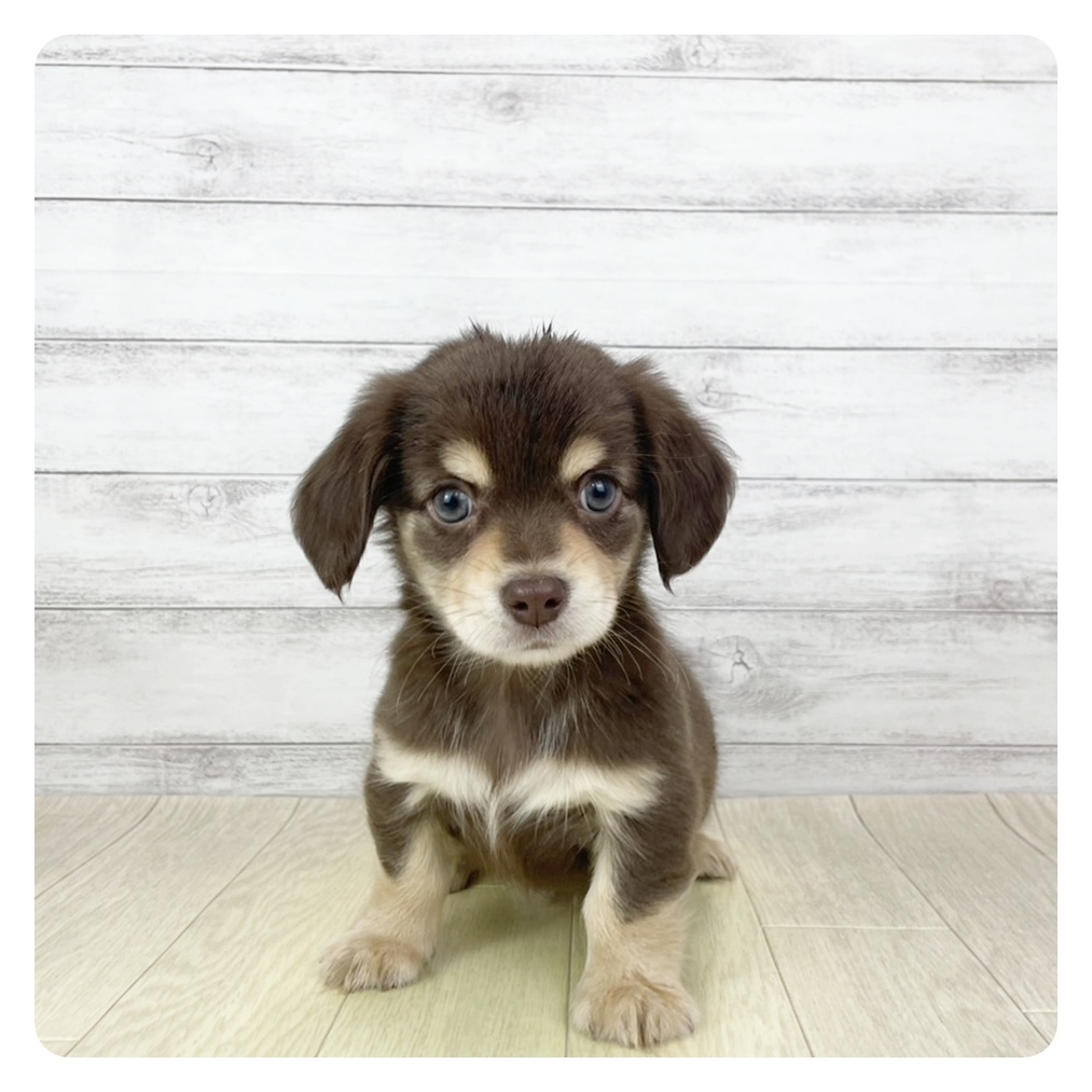 愛知県のチワックス(チワワ×ダックス) (犬の家＆猫の里愛知刈谷店/2025年11月3日生まれ/男の子/チョコレートタン)の子犬の4枚目の画像